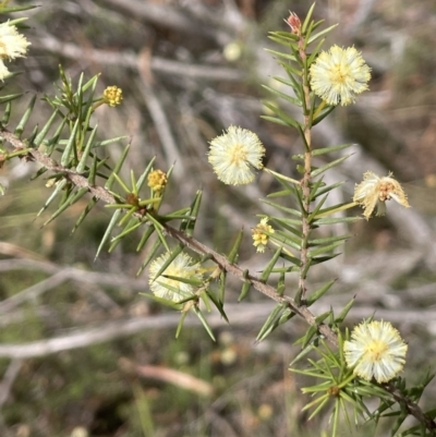 Acacia ulicifolia (Prickly Moses) at Scott Nature Reserve - 30 Aug 2023 by JaneR