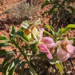 Eremophila galeata (Turpentine Bush) at Sir Samuel, WA - 30 Aug 2023 by HelenCross