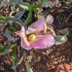 Eremophila galeata at Sir Samuel, WA - 30 Aug 2023 05:28 PM