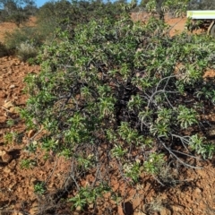 Eremophila galeata at Sir Samuel, WA - 30 Aug 2023