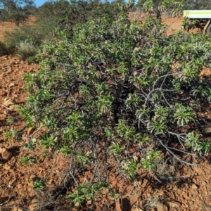 Eremophila galeata at Sir Samuel, WA - 30 Aug 2023 05:28 PM