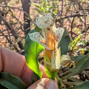 Eremophila galeata at Sir Samuel, WA - 30 Aug 2023