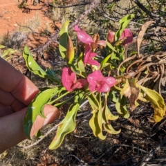 Eremophila galeata at Sir Samuel, WA - 30 Aug 2023 05:28 PM