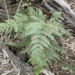 Pteridium esculentum (Bracken) at QPRC LGA - 30 Aug 2023 by JaneR