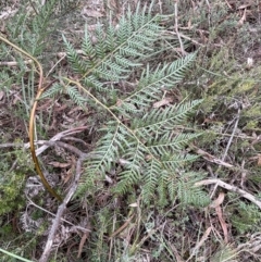 Pteridium esculentum at Mulloon, NSW - 30 Aug 2023 12:46 PM