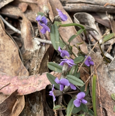Hovea heterophylla (Common Hovea) at Scott Nature Reserve - 30 Aug 2023 by JaneR