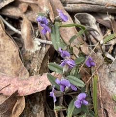 Hovea heterophylla (Common Hovea) at Mulloon, NSW - 30 Aug 2023 by JaneR