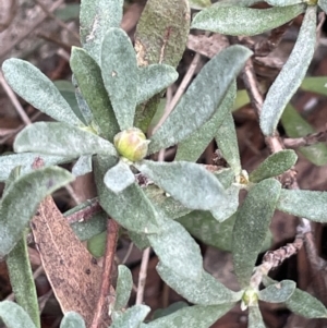 Hibbertia obtusifolia at Mulloon, NSW - 30 Aug 2023