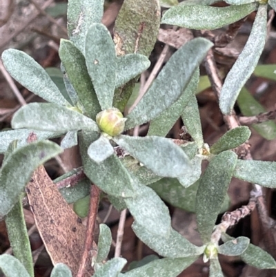 Hibbertia obtusifolia (Grey Guinea-flower) at Scott Nature Reserve - 30 Aug 2023 by JaneR
