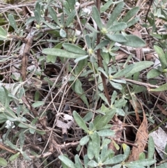 Hibbertia obtusifolia at Mulloon, NSW - 30 Aug 2023
