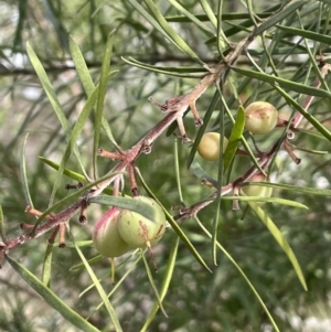 Persoonia linearis at Mulloon, NSW - 30 Aug 2023 11:59 AM