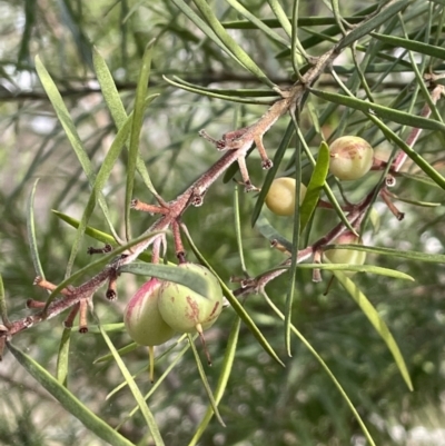 Persoonia linearis (Narrow-leaved Geebung) at Scott Nature Reserve - 30 Aug 2023 by JaneR