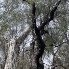 Persoonia linearis at Mulloon, NSW - 30 Aug 2023 11:59 AM