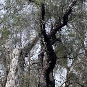 Persoonia linearis at Mulloon, NSW - 30 Aug 2023 11:59 AM