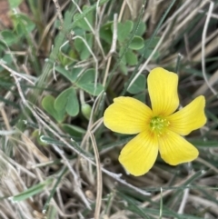 Oxalis (genus) (Wood Sorrel) at Mulloon, NSW - 30 Aug 2023 by JaneR