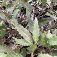 Lomatia ilicifolia (Holly Lomatia) at Scott Nature Reserve - 30 Aug 2023 by JaneR