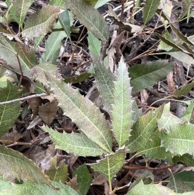 Lomatia ilicifolia (Holly Lomatia) at Scott Nature Reserve - 30 Aug 2023 by JaneR