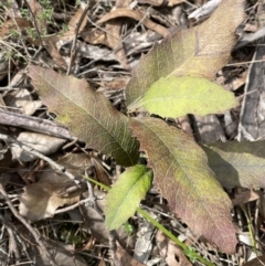 Lomatia ilicifolia at Mulloon, NSW - 30 Aug 2023