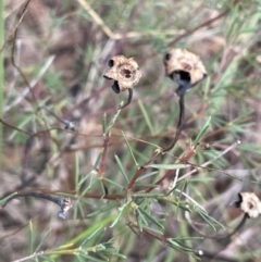 Gompholobium huegelii (pale wedge–pea) at Mulloon, NSW - 30 Aug 2023 by JaneR