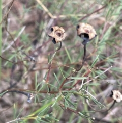 Gompholobium huegelii (Pale Wedge Pea) at Scott Nature Reserve - 30 Aug 2023 by JaneR