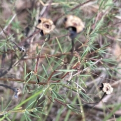 Gompholobium huegelii at Mulloon, NSW - 30 Aug 2023