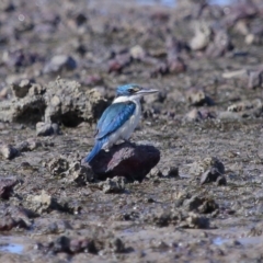 Todiramphus sanctus (Sacred Kingfisher) at Wellington Point, QLD - 29 Aug 2023 by TimL