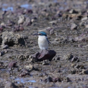 Todiramphus sanctus at Wellington Point, QLD - 29 Aug 2023