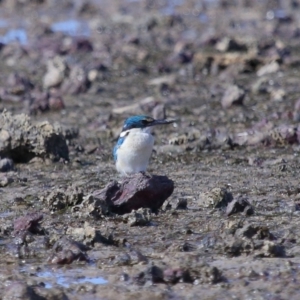 Todiramphus sanctus at Wellington Point, QLD - 29 Aug 2023