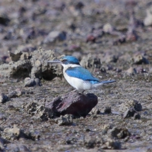 Todiramphus sanctus at Wellington Point, QLD - 29 Aug 2023