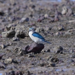 Todiramphus sanctus at Wellington Point, QLD - 29 Aug 2023