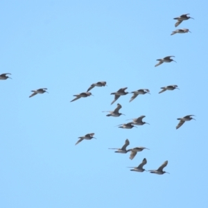 Numenius phaeopus at Cleveland, QLD - 30 Aug 2023 10:16 AM