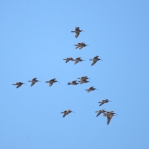 Numenius phaeopus at Cleveland, QLD - 30 Aug 2023 10:16 AM