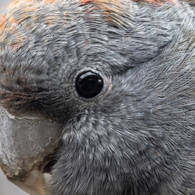 Callocephalon fimbriatum (Gang-gang Cockatoo) at Hughes, ACT - 30 Aug 2023 by rawshorty