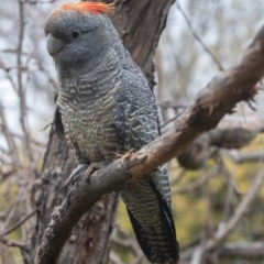 Callocephalon fimbriatum at Hughes, ACT - 30 Aug 2023