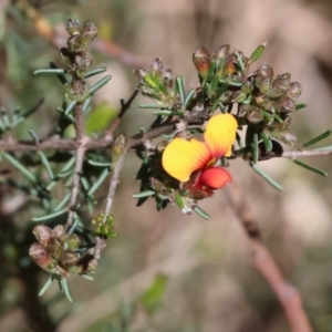 Dillwynia sericea at Glenroy, NSW - 26 Aug 2023 11:51 AM