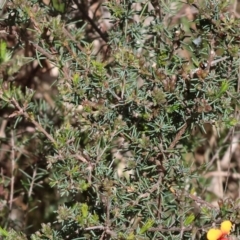 Dillwynia sericea at Glenroy, NSW - 26 Aug 2023