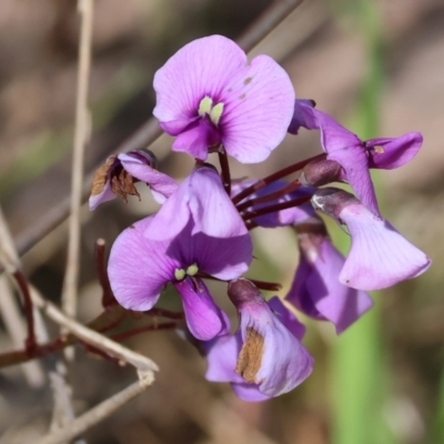 Hardenbergia violacea (False Sarsaparilla) at Nail Can Hill - 26 Aug 2023 by KylieWaldon