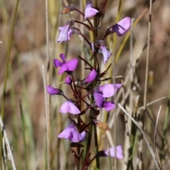 Hardenbergia violacea at Glenroy, NSW - 26 Aug 2023 11:53 AM