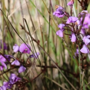 Hardenbergia violacea at Glenroy, NSW - 26 Aug 2023 11:53 AM