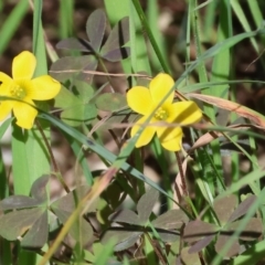 Oxalis sp. (Wood Sorrel) at Nail Can Hill - 26 Aug 2023 by KylieWaldon