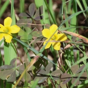Oxalis sp. at Albury, NSW - 26 Aug 2023 11:54 AM