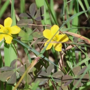 Oxalis sp. at Albury, NSW - 26 Aug 2023