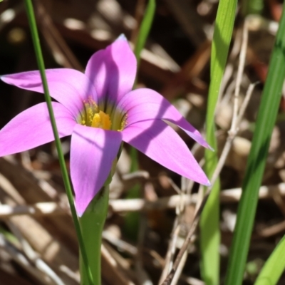 Romulea rosea var. australis (Onion Grass) at Albury - 26 Aug 2023 by KylieWaldon