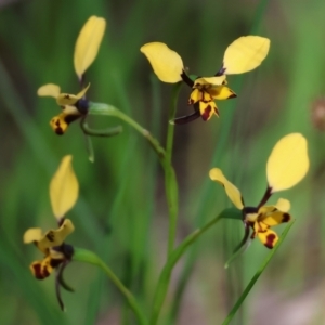 Diuris pardina at Glenroy, NSW - suppressed