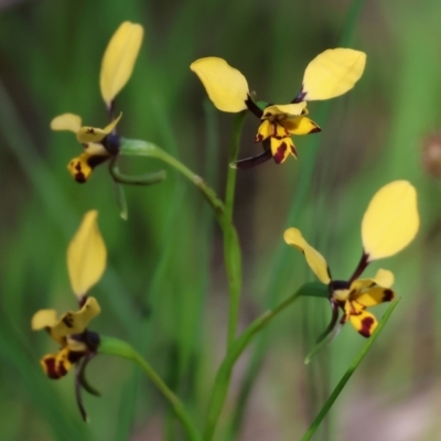 Diuris pardina (Leopard Doubletail) at Nail Can Hill - 26 Aug 2023 by KylieWaldon