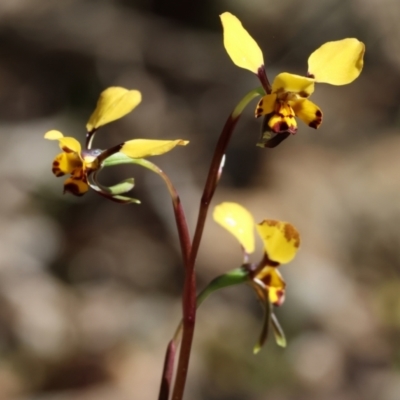 Diuris pardina (Leopard Doubletail) at Albury - 26 Aug 2023 by KylieWaldon