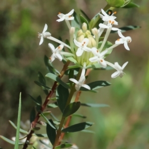 Pimelea linifolia subsp. linifolia at Glenroy, NSW - 26 Aug 2023 12:09 PM