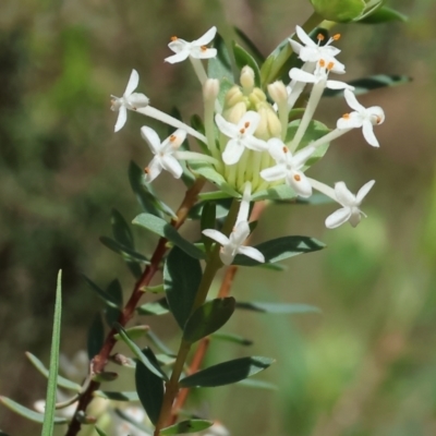 Pimelea linifolia subsp. linifolia (Queen of the Bush, Slender Rice-flower) at Glenroy, NSW - 26 Aug 2023 by KylieWaldon