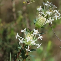 Pimelea linifolia subsp. linifolia at Glenroy, NSW - 26 Aug 2023 12:09 PM