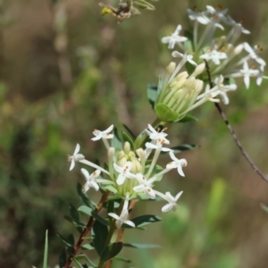 Pimelea linifolia subsp. linifolia at Glenroy, NSW - 26 Aug 2023 12:09 PM